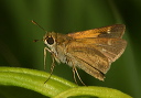 img_2307_crossline_skipper