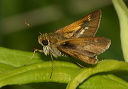 img_2310_crossline_skipper