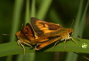 img_2328_delaware_skipper