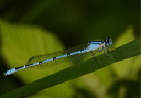 img_2336_familiar_bluet
