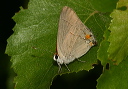 img_2353_gray_hairstreak