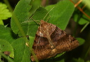 img_2355_caenurgina