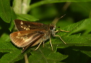 img_2362_little_glassywing