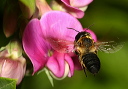 img_2369_leaf-cutting_bee