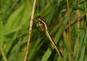 img_2377_skimmer