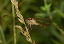 img_2378_skimmer