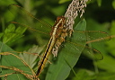 img_2382_skimmer
