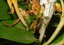 katydid_img_2006