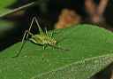 katydid_img_2008