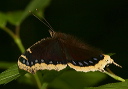 mourning_cloak423