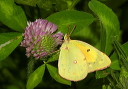 orangesulfur166