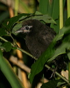 red-winged_blackbird_449