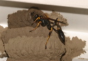 sceliphron_img_2397