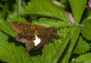 silverspottedskipper138