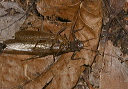 stonefly_img_2093
