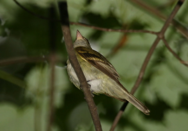 Empidonax virescens Tyrannidae