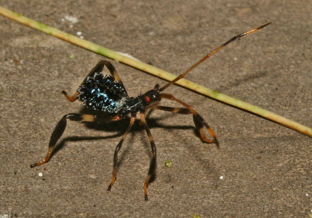 Acanthocephala terminalis Coreidae