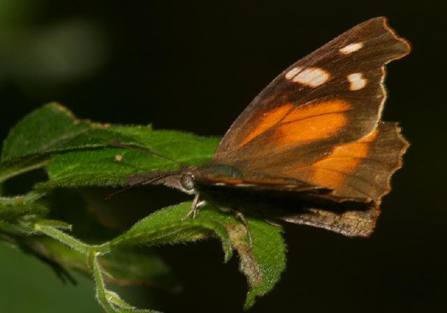 Libytheana carinenta Nymphalidae