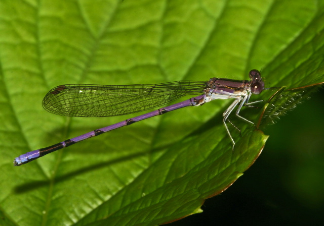 Argia fumipennis violacea Calopterygidae