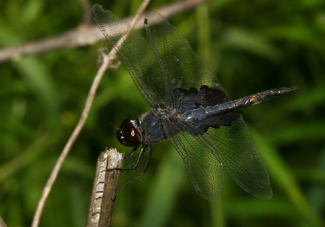 Tramea lacerata Libellulidae