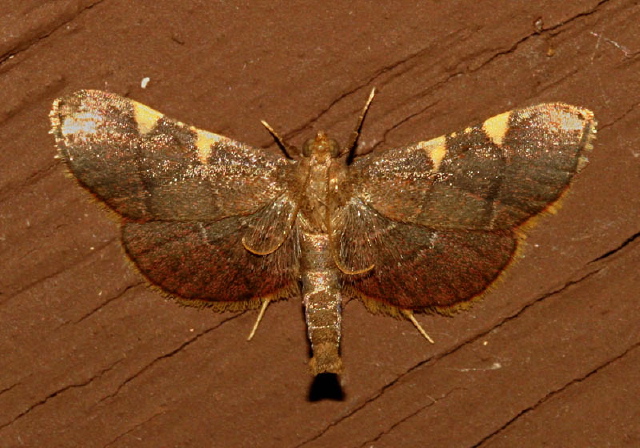 Hypsopygia olinalis Pyralidae