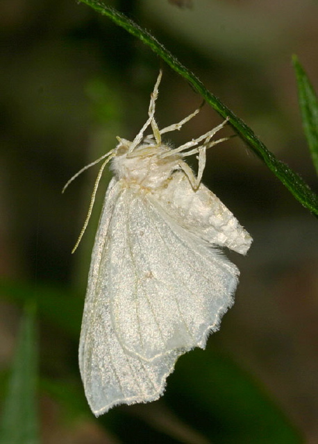 Ennomos subsignaria Geometridae