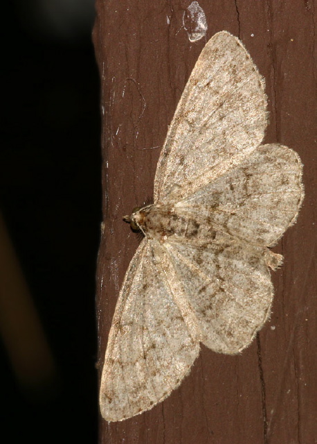 Protoboarmia porcelaria Geometridae