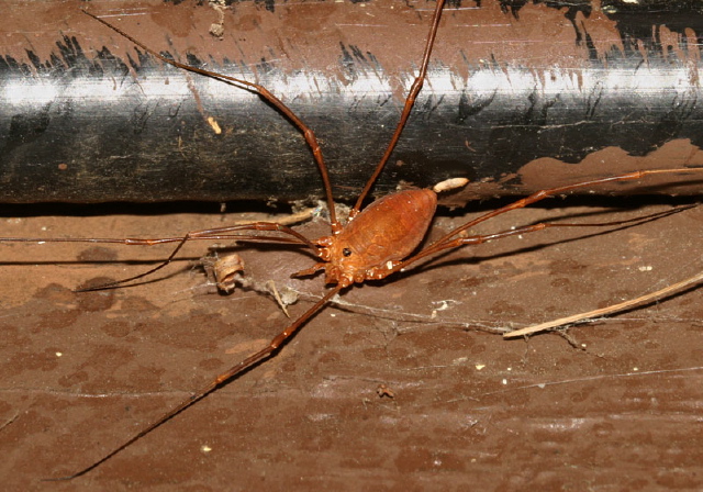 Leiobunum ventricosum Sclerosomatidae