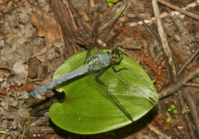 Erythemis simplicicollis Libellulidae