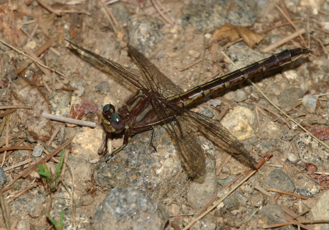 Gomphus lividus Gomphidae