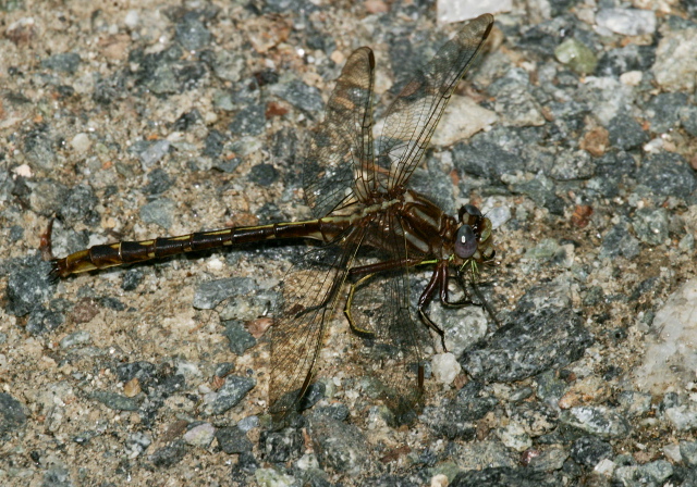 Gomphus lividus Gomphidae
