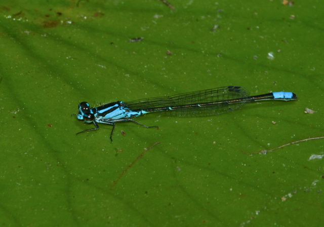 Enallagma geminatum Coenagrionidae