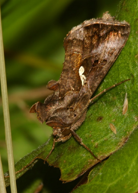 Autographa precationis Noctuidae