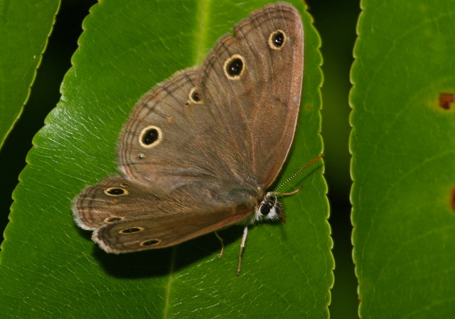 Megisto cymela Nymphalidae