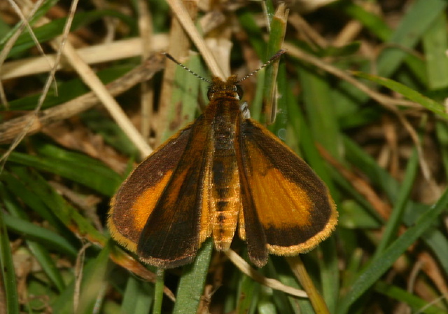 Ancyloxypha numitor Hesperiidae