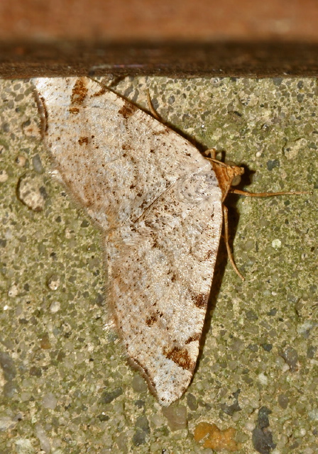 Macaria cf. bisignata Geometridae