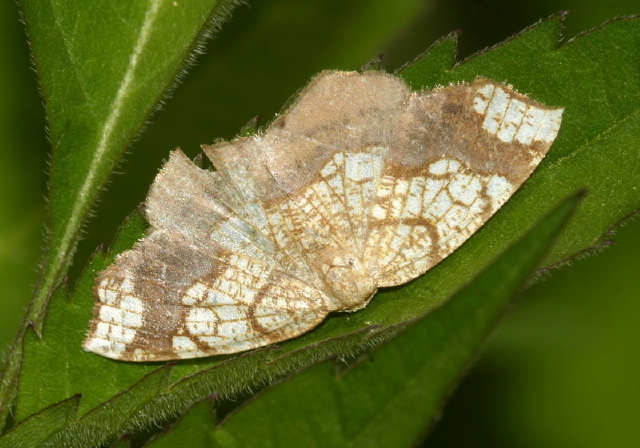 Nematocampa resistaria Geometridae