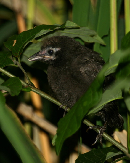 Agelaius phoeniceus Icteridae