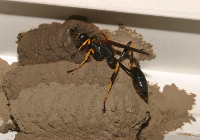 Sceliphron caementarium Sphecidae