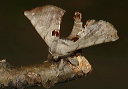 apatelodes_img_2520