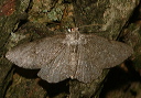 bistonini_2538