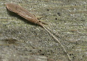cadisfly_sp652
