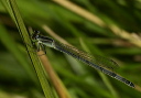 eastern_forktail_626