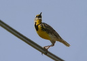 emeadowlark145