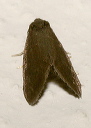 fulgoraecia_exigua505