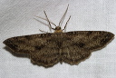 geometridae_img_2655