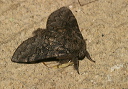 gluphisia_img_2662