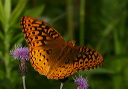 great_spangled_fritil_109e9