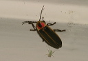 lightningbug797