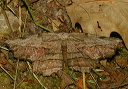 lytrosis_unitaria710